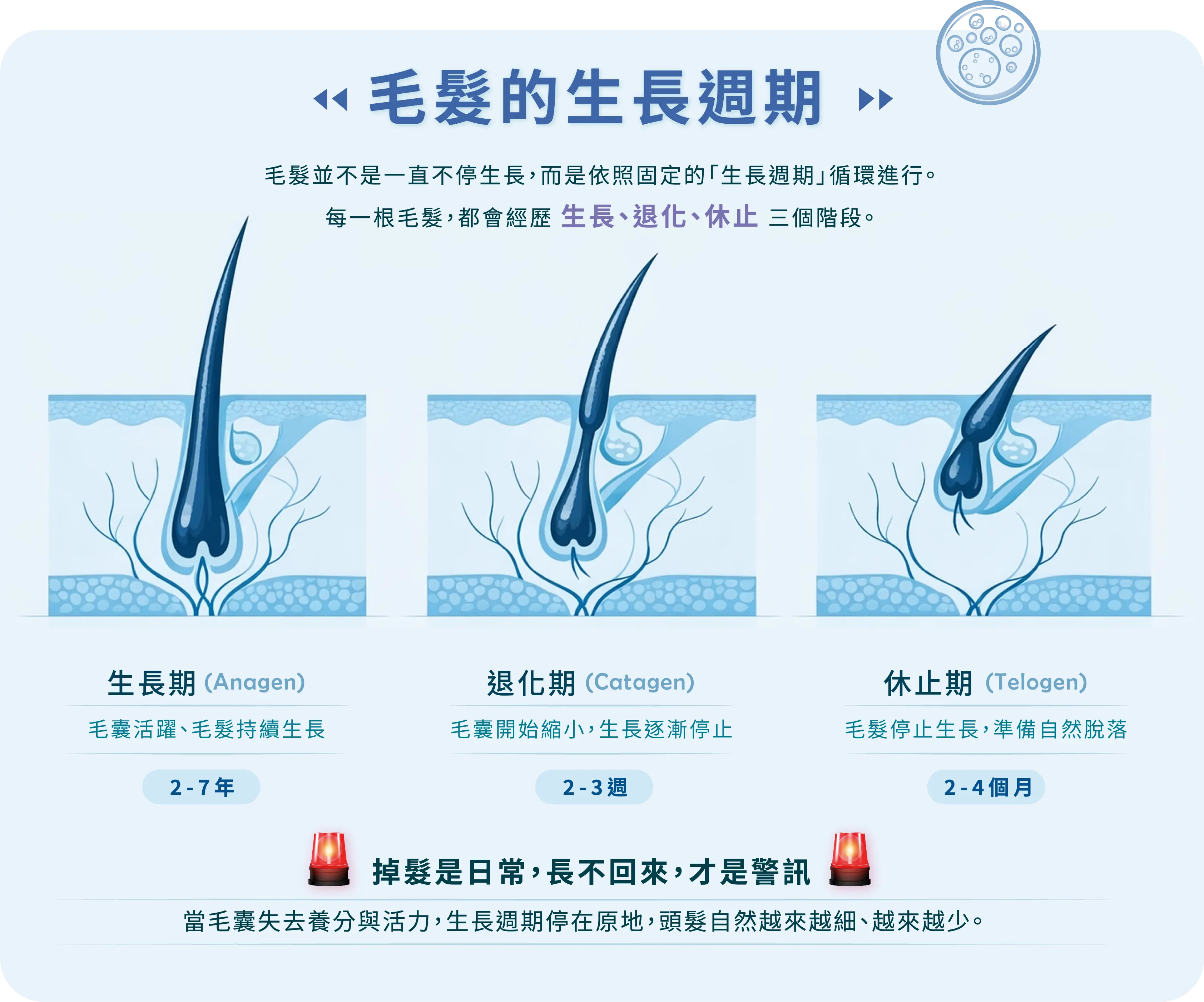 生長週期@3x