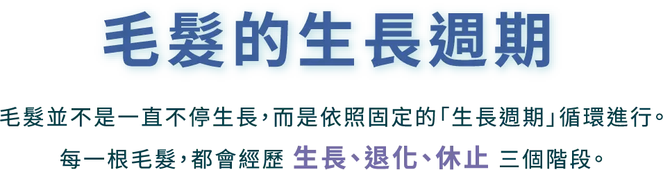 生長週期手機@3x